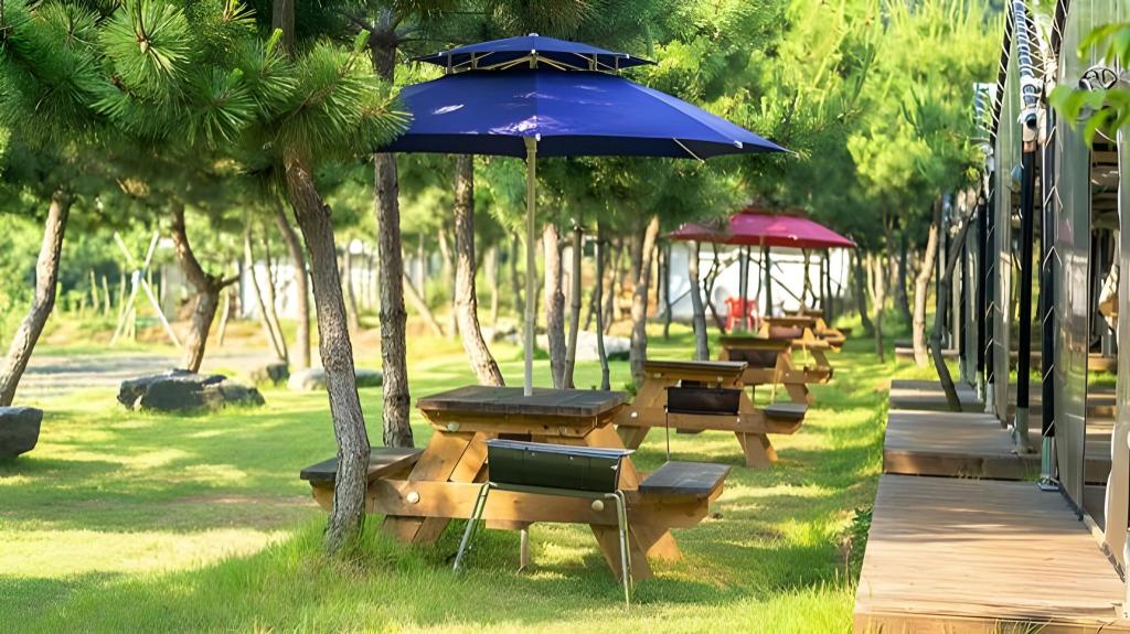 Best Glamping Sites in Jeonju, South Korea – Seocheon Pine Tree Glamping Review