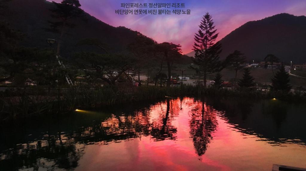 파인 포레스트 정선 알파인 리조트 image