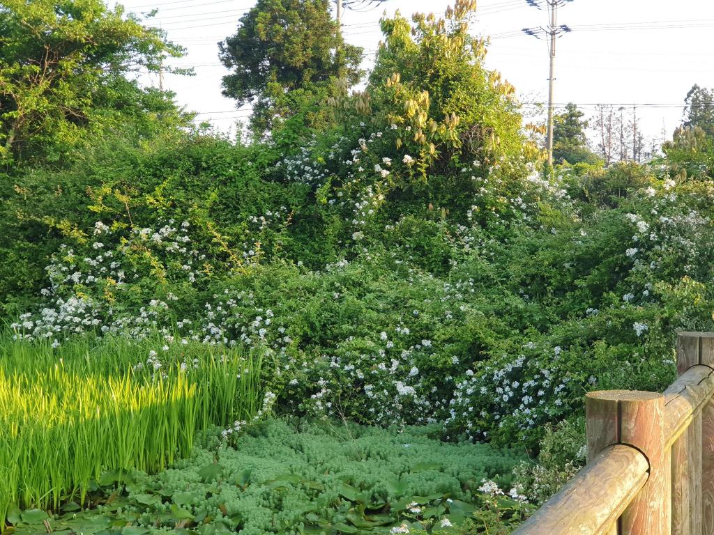 중문의 아파트먼트 (39m², 침실 1개, 프라이빗 욕실 1개) image