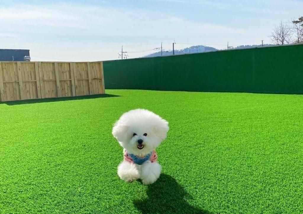 영흥도 글램독 (반려동물 동반 가능) image