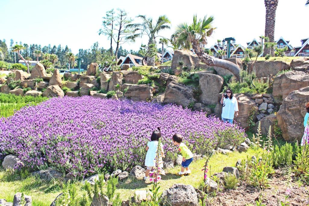 Best Hotels in Jeju, South Korea – Jungmun Log Pension & Resort Review