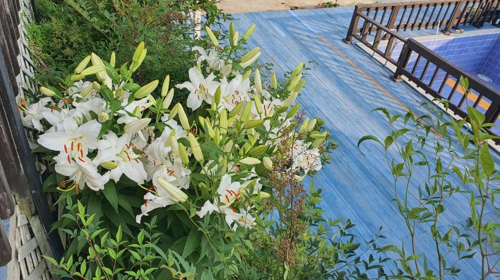 토브하우스 펜션 image